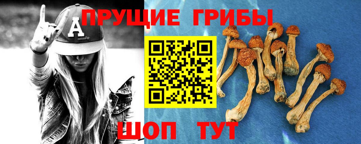 Богородицк  Псилоцибиновые грибы Cubensis  Вход с VPN 